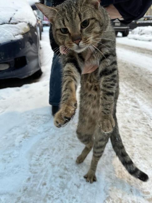 Найдена кошка на улице Тихонравова. Не могут найти хозяина, уже..