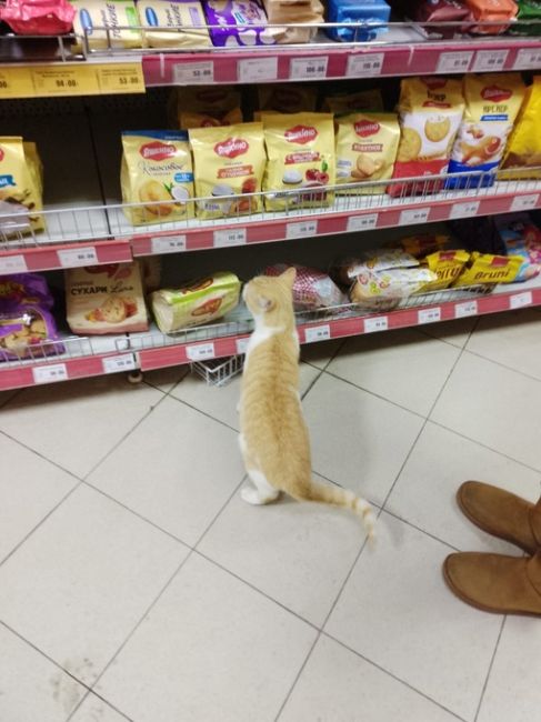 Никому не нужен котик? Нашли с подругой котика в магазине..