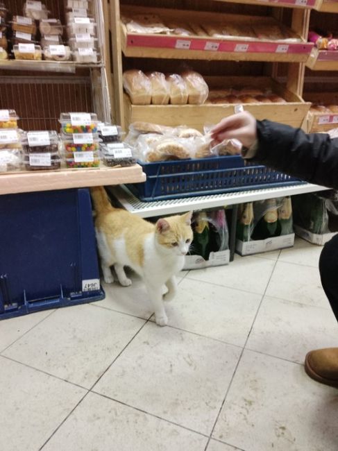 Никому не нужен котик? Нашли с подругой котика в магазине..