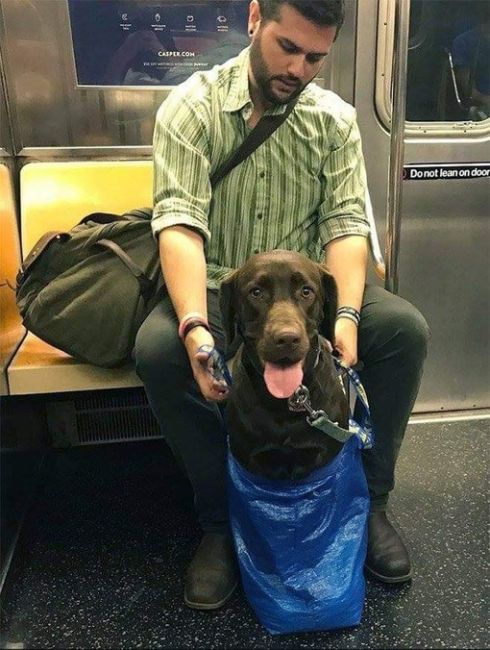 В Нью-Йорке запретили перевозить собак в метро, за исключением..
