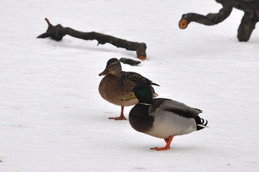 В парке «Пехорка» замерзают утки, у многих отморожены лапы так, у..