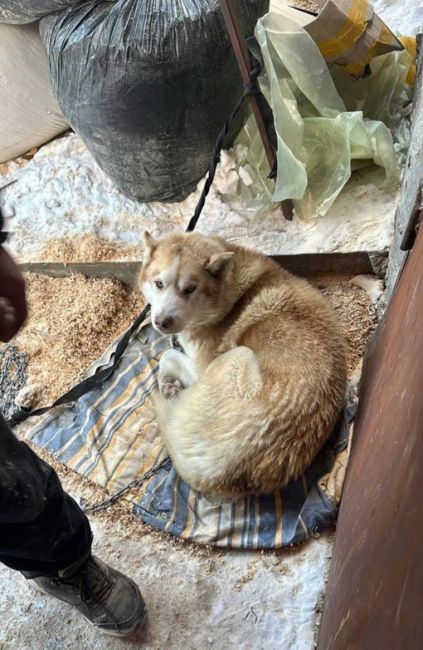 Найдена собака в районе Саввино (Московская обл, Балашихинский..