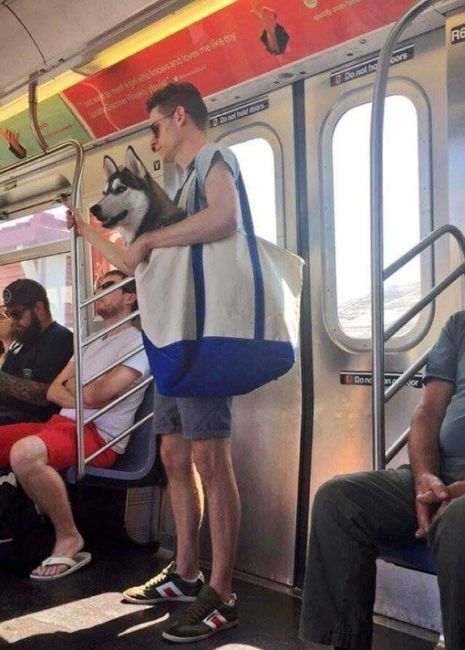 В Нью-Йорке запретили перевозить собак в метро, за исключением..