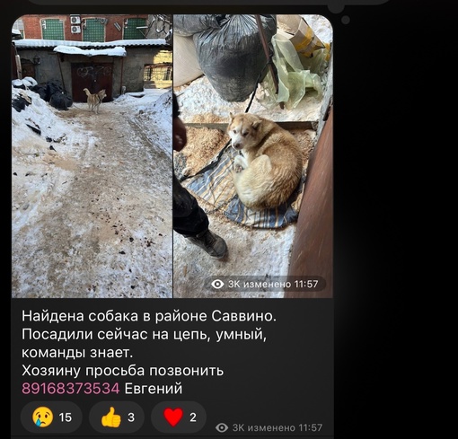 Найдена собака в районе Саввино (Московская обл, Балашихинский..