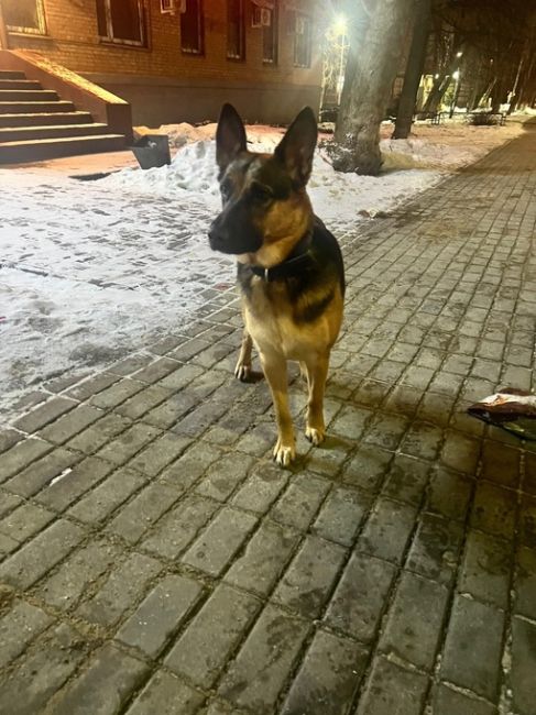 Потерялась собака в районе прт Ленина около 31 дома, бегает очень..