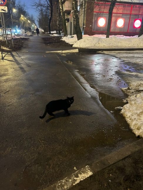 Чистый домашний кот или кошка около Циолковского 9. У кого убежал?..