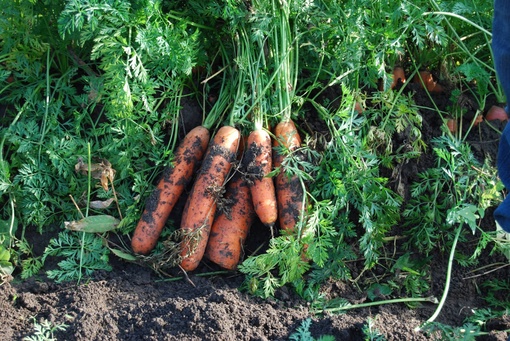 🚜🥕🥔 «Вырастить картошку и морковь нам по силам, было бы из..