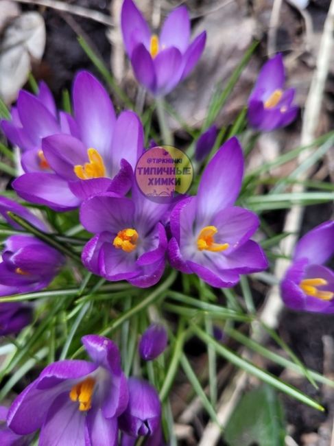 В химкинских дворах расцвела настоящая весна 🌷

Фото - Юлия..