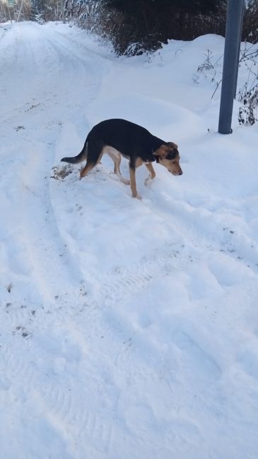 Пропала собака
Убежала с московского ш. 55, побежала в  сторону..