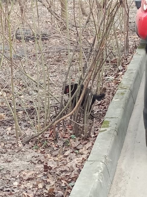 Московское шоссе д 33 черная кошка в красном ошейнике без задней..