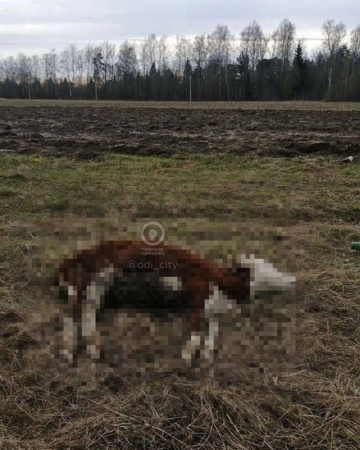 Под Кубинкой домашний скот содержится в ужасных условиях 😕

Об..