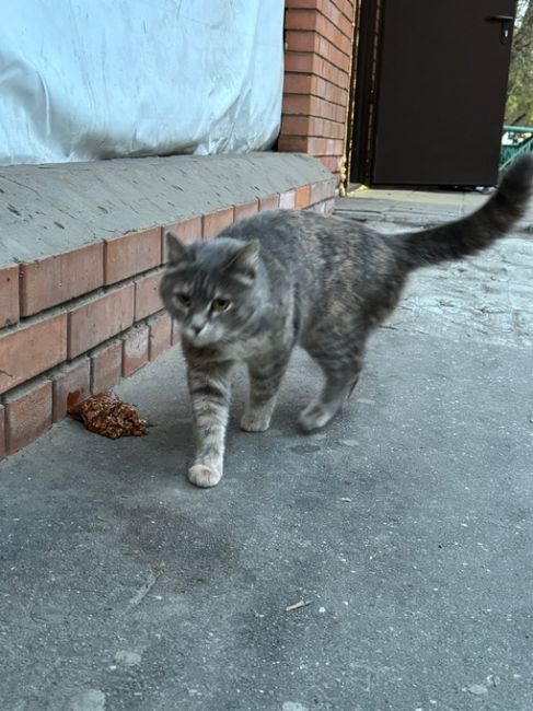 На улице Юлиуса Фучика, 13 около фикса кошечка бродит, пару раз..