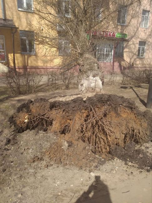 Кирова, 54 дерево упало на..