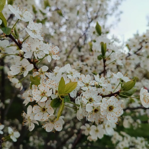 В Зеленограде расцвели деревья, и люди радуются весне. Однако,..