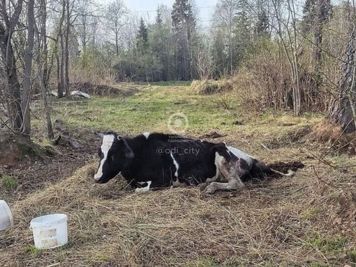 Под Кубинкой домашний скот содержится в ужасных условиях 😕

Об..