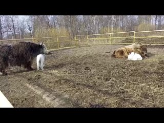 🤗 В контактном зоопарке «Горки» в Коломне продолжается..