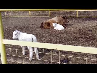 🤗 В контактном зоопарке «Горки» в Коломне продолжается..