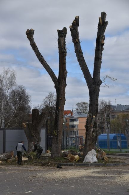 🌲 Вот такую неприглядную картину сегодня могут наблюдать..