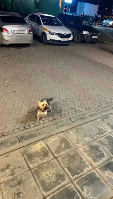 бегает собака около пятерочки по адресу Лихачевское шоссе 13..