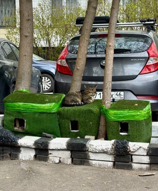 В Свиблово есть вот такие прикольные домики для котиков 

Островок..