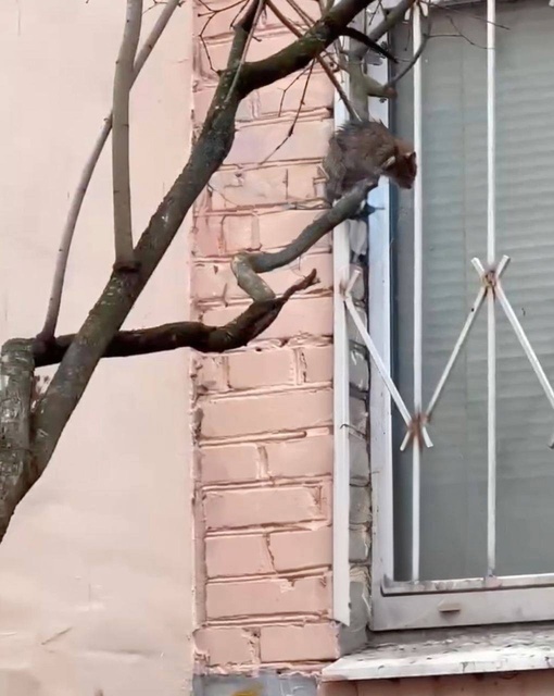 Коты наблюдают, как на деревьях распускаются крысы..