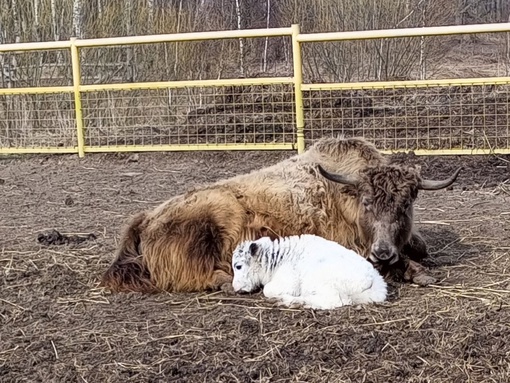 🤗 В контактном зоопарке «Горки» в Коломне продолжается..