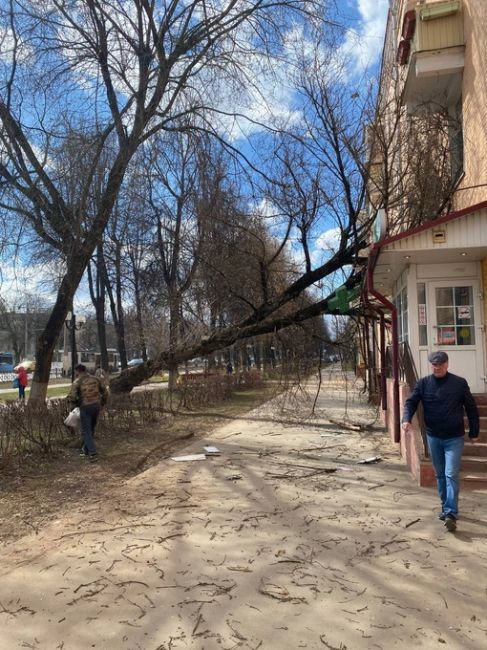 Кирова, 54 дерево упало на..