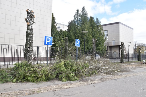 🌲 Вот такую неприглядную картину сегодня могут наблюдать..