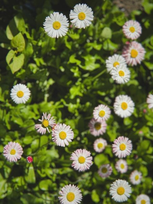 БАЛАШИХА — ЦВЕТЁТ 🌸
📸 Антон Яровой
Привет, Город! Давненько не..