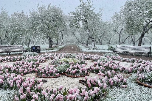 Покрытые снегом фонтаны и цветы в столице 

Немного кадров необычной красоты..