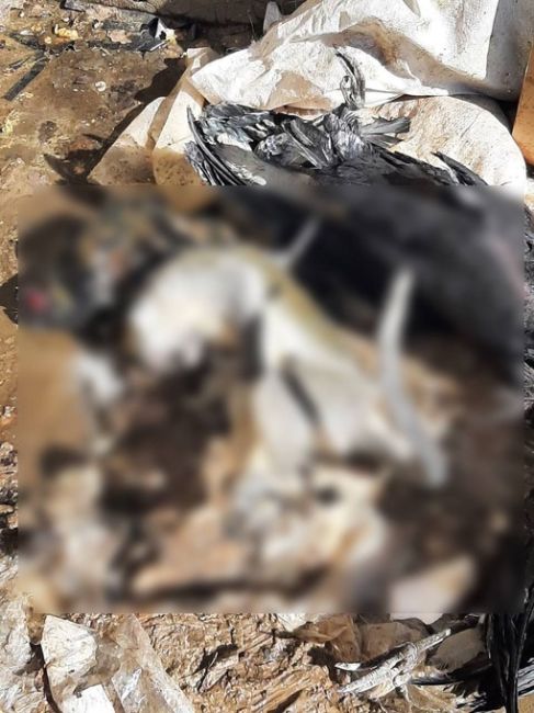 Обезьяну и двух аистов нашли мертвыми в частном зоопарке в Новой Москве. Животным..