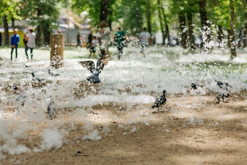 🌳 Тополиный пух...
Тополиная метель ожидается в Московском..