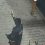Новости Москвы: Дворник с пистолетом ходил по улицам Мытищ. Местные жители вызвали сотрудников..
