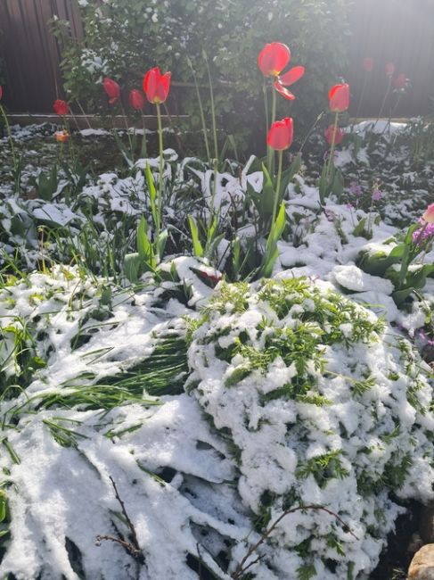 Погода на 9 мая. Хоть солнечно и то..