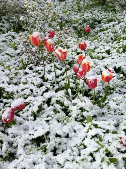 Под снегом скрылись помидоры,
Пусть кое-где торчит тюльпан,
И их,..