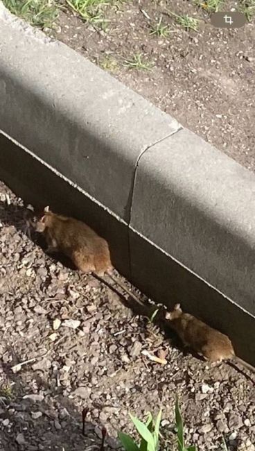 Вот такие жирненькие крысы бегают на улице Веневской, 7

Людей они не боятся..