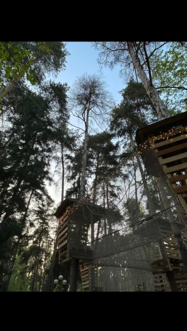 Верёвочный парк в Губайловском лесу (т.н.экопарке) уничтожает..