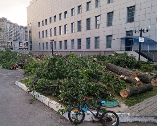 В Раменском пилили деревья  у Дворца спорта Борисоглебский, а на одном из них было..