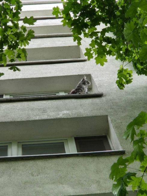 На улице Подольская кошечка Виола решила выйти погулять за окно. Она прыгнула на..