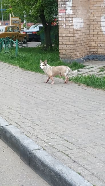 Бродит собачка (на вид вполне безмятежно) на..