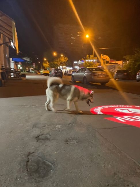 Потерялась Собака хаски вроде южный микрорайон улица Фадеева..