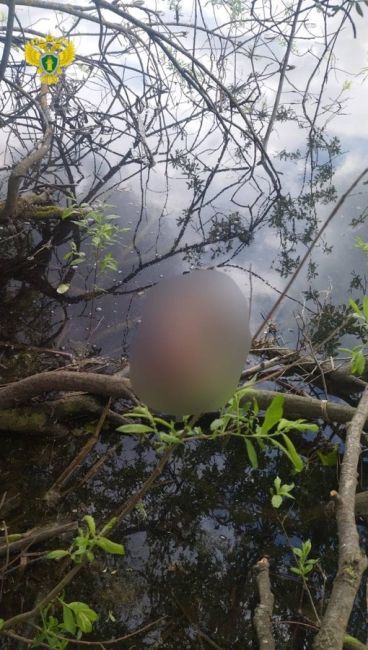 Тело новорожденного мальчика обнаружено в реке Чурилиха в парке района..
