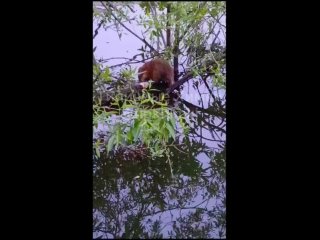 Ондатра окончательно поселилась в Барашкинском пруду..