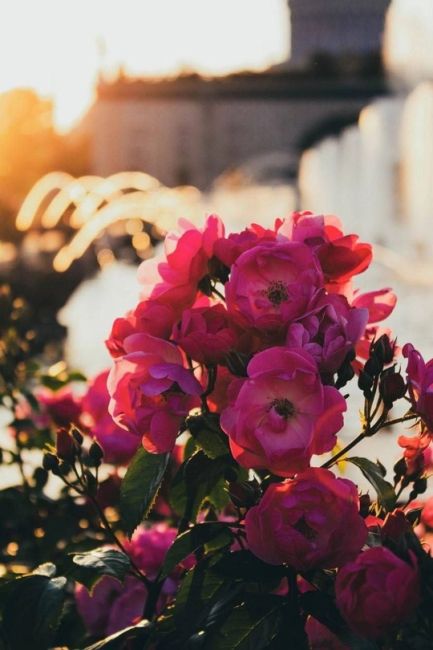 Прекрасные и фотогеничные розы на ВДНХ ждут вас в эти выходные

Лето-2024 в разгаре,..