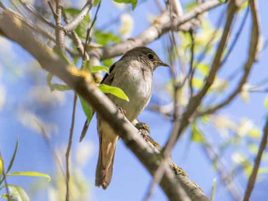 Соловей, оляпка, скопа: более 170 видов птиц можно встретить в..