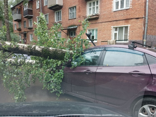 Огромное дерево упало во время сильного урагана 🌪️рядом с..
