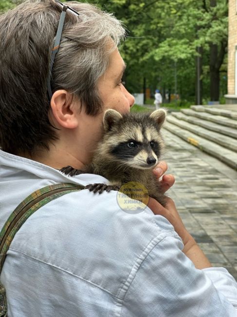 Знаете ли вы, что в старых Химках есть переулок Енотов? 🦝..