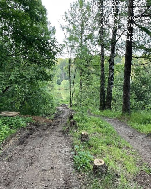 В Черневском лесу вырубаются здоровые деревья и скидывается..