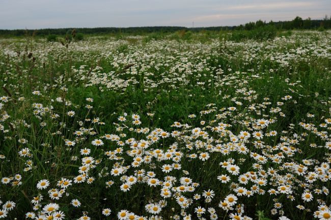 Ромашковое поле.🌼 Богородский городской..