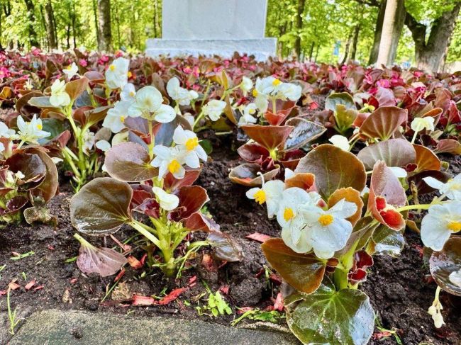 🌷Более 35 тысяч цветов цветов высадили в Красногорске с начала..